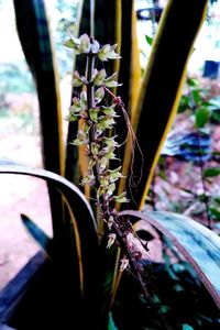 Close-up of plant