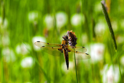 Close-up of damselfly on plant