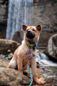 Portrait of dog sitting on rock