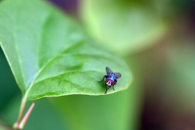 Close-up of insect