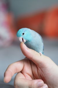 Close-up of hand holding small bird , forpus