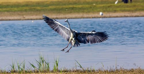 Bird flying over lake