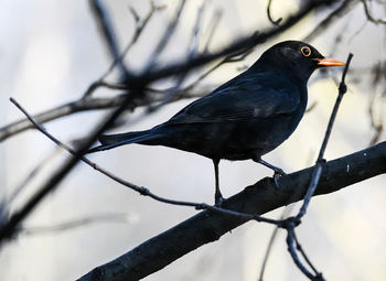 Low angle view of bird perching on branch