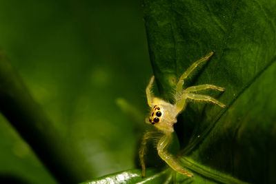 Close-up of insect on leaf