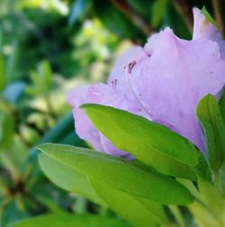 Close-up of pink flowers