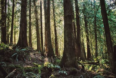 Trees in forest