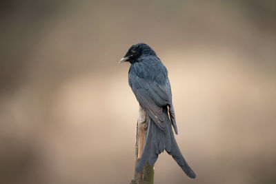 Close-up of bird perching on branch