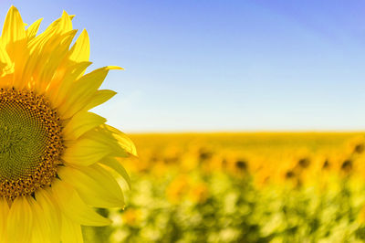 Close-up of sunflower on field against clear sky