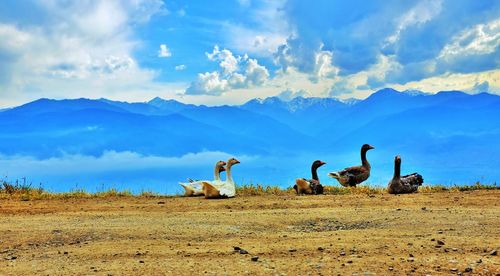 Flock of birds on field against sky