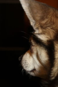 Close-up of cat