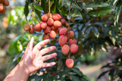 Midsection of person with fruits on tree