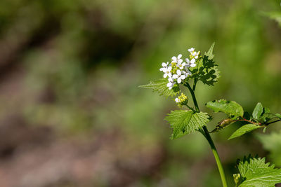 Close-up of flowering plant