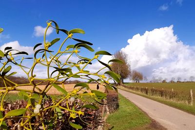 Plants growing on field by road against sky