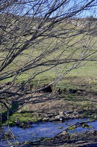 View of a tree in the forest