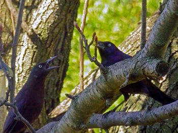 Branches of tree trunk