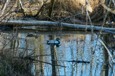 Birds in lake against trees
