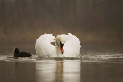 Swan floating on water