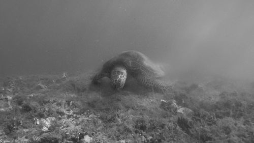 Fish swimming in sea