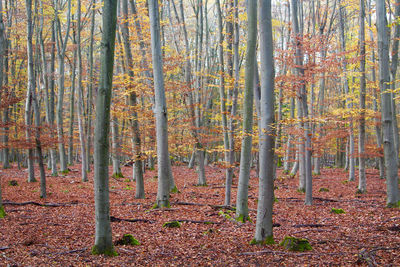 Trees in forest during autumn