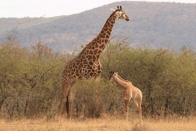 Giraffe standing in a field