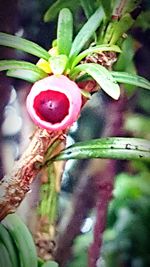 Close-up of red leaves