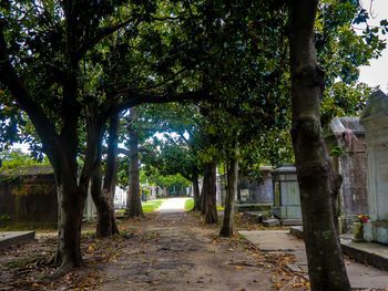 Trees in park