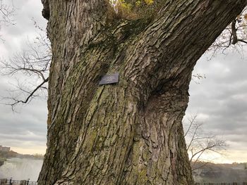 Low angle view of tree trunk against sky