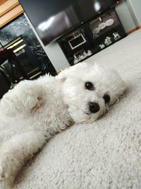 Close-up of white dog