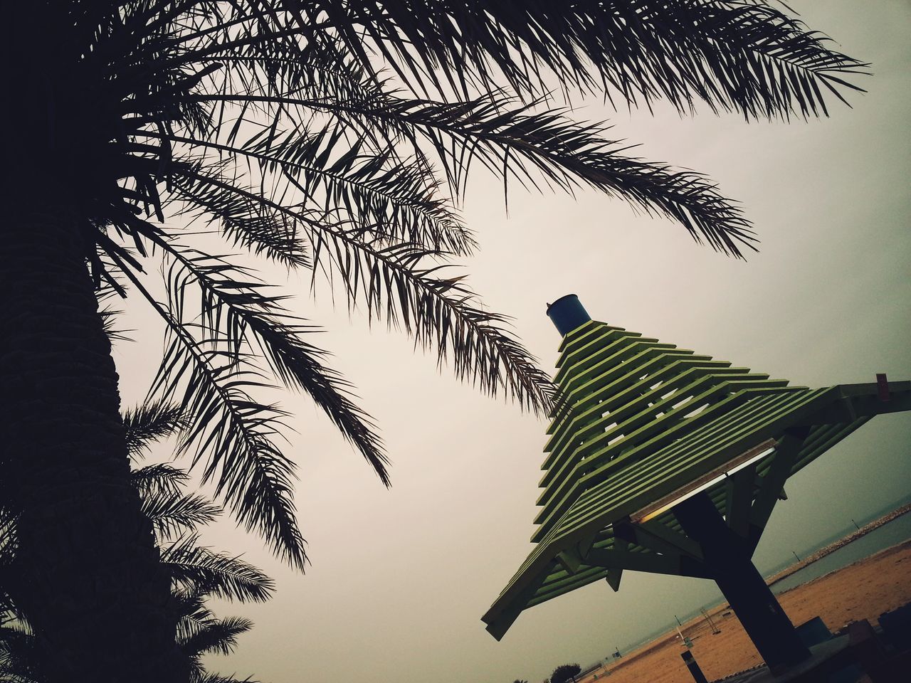 low angle view, architecture, built structure, building exterior, silhouette, tree, clear sky, tall - high, sky, palm tree, branch, modern, tower, skyscraper, city, growth, outdoors, building, tall, no people