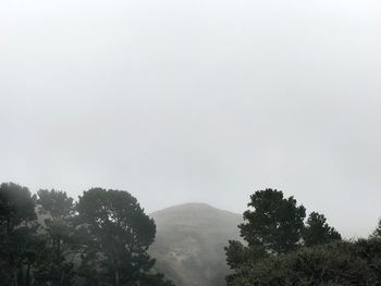 Low angle view of trees against sky