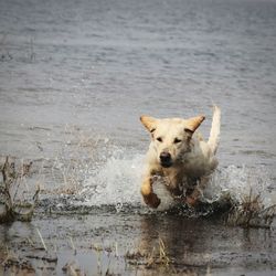 Portrait of dog running in water