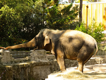 Side view of elephant in zoo