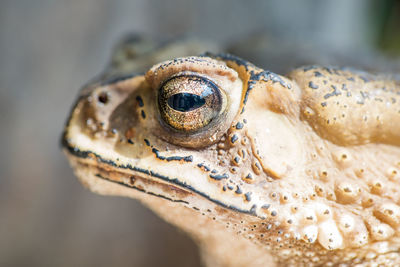 Close-up of a lizard