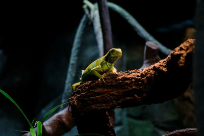 Close-up of lizard on tree