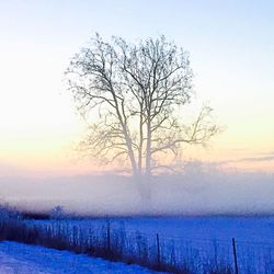 Bare trees on snow covered landscape