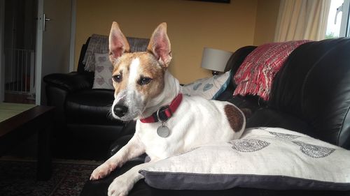 Portrait of dog sitting on bed at home