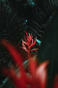 Close-up of red flowering plant