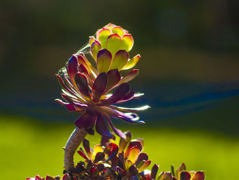 Close-up of flowers blooming outdoors