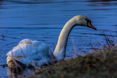 Swan swimming in lake