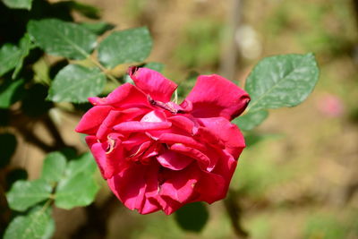 Close-up of pink rose