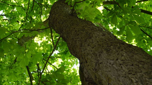 Low angle view of tree