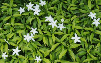 High angle view of flowering plants on field