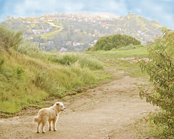 Dog on landscape against sky