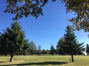 Trees on landscape against clear blue sky