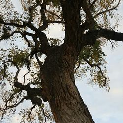 Low angle view of tree against sky