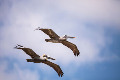 Brown pelican bird pelecanus occidentalis flying and swimming around barefoot beach 