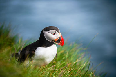 Close-up of puffin