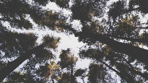 Low angle view of trees in forest