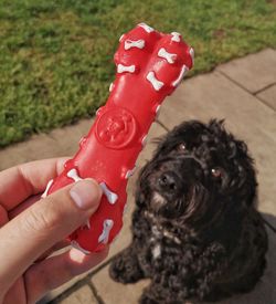 Close-up of hand holding small dog