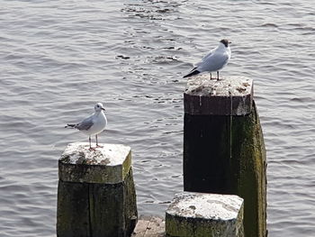 Seagull perching on water